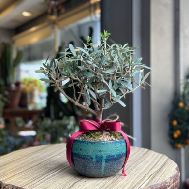 Zeytin Bonsai