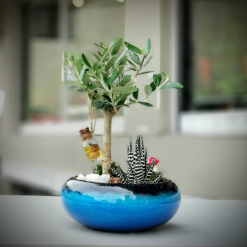 Minyatür Zeytin Ağacı